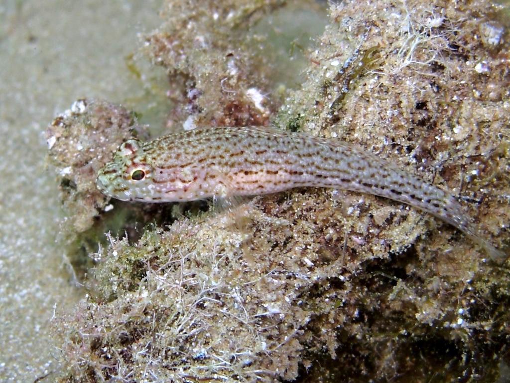 Gobius fallax (Sarato, 1889)